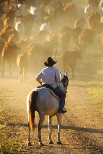 A man in his early twenties on a horse watches a mob of cattle as they move ahead of him
