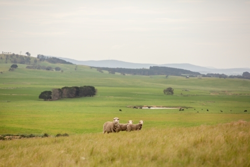 A merino ewe and her twin lambs on a hillside