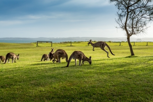A mob of kangaroos on grassy coastal park
