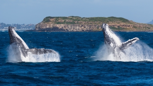A pair of Humpback whales breaching in front of Cook Island. Taken from a boat