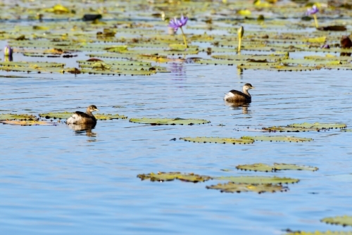 A pair of tiny Grebes amongst water lilies on a blue lagoon