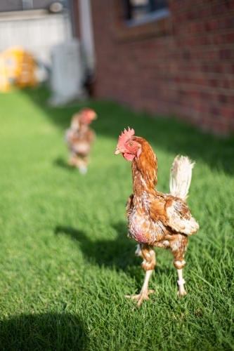 A recently rescued ex battery isa brown chicken touching grass for the first time