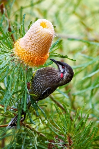 A Red Wattlebird feeding on a Banksia flower.