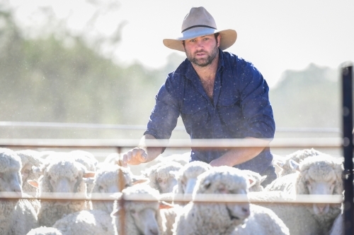 A sheep farmer works with stock during the drought