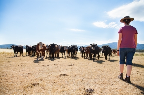 A teen farm kid in an akubra hat standing in farm paddock with cattle