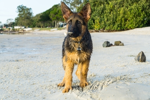 A wet German Shepherd pup standing on a white sandy beach