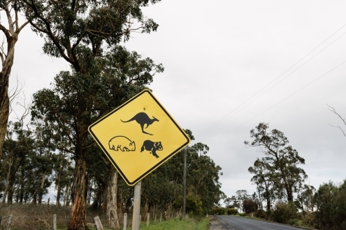 A yellow sign on the side of an Australian road warning traffic of native animals