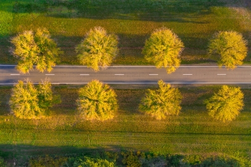Aerial view of a country road between rows of Autumn trees