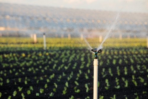 Agricultural sprinkler operating over small rows of plants. Gatton, Queensland
