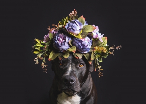 American staffy with flower crown on black background