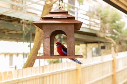 An australian crimson rosella parrot sitting on a bird feeder