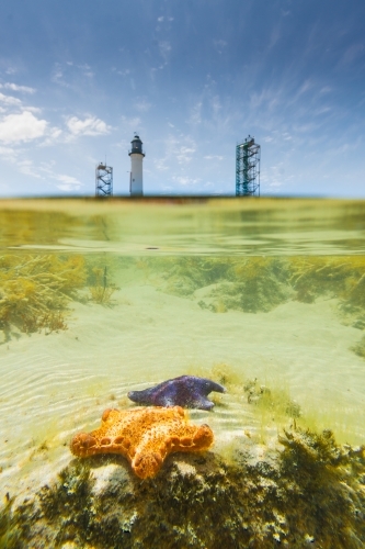 An underwater view into the rockpools below the Lighthouse on Shortlands Bluff at Queenscliff