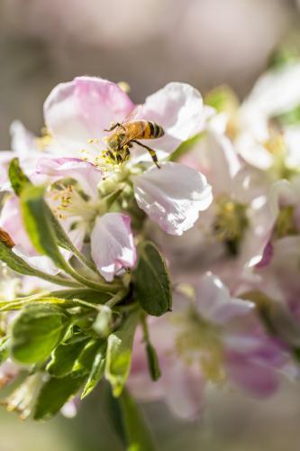 Apple Blossom with bee in sunshine