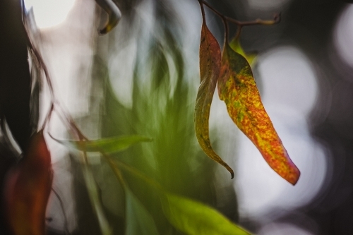 Artistic macro close-up of eucalyptus leaves