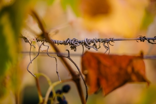 Artistic macro close-up of grapevine leaves and tendrils in the vineyard