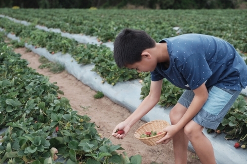 Asian boy strawberry picking at the farm