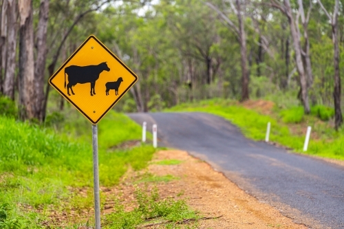 Asphalt country road with cattle crossing warning sign