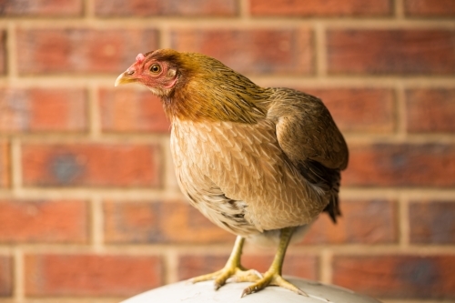 Australian Game chicken breed