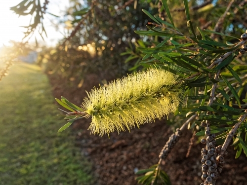Australian native bottlebrush, melaleuca pachyphyllus, close up with sun flare