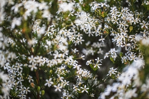 Australian native flora, the wedding bush with abundant small white flowers