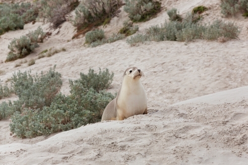 Australian sea lion on the sand