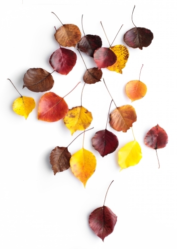 Autumn leaves of various colours on blank background