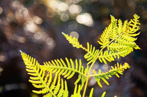 Backlit fern frond close up with bokeh background