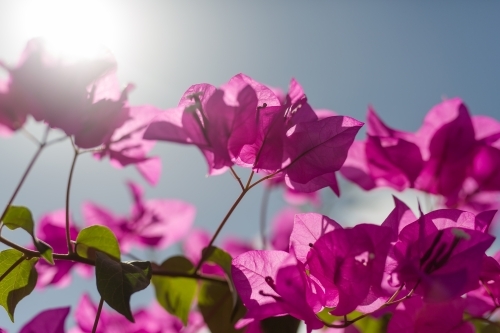 Backlit pink bougainvillea with sun flare