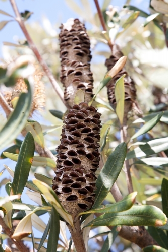 Banksia seed pods and leaves