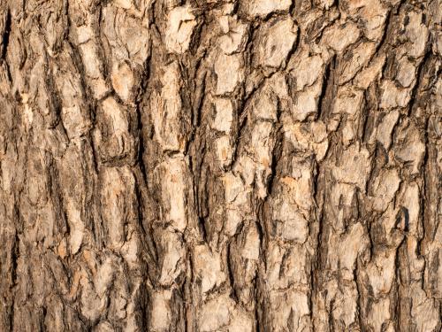 Bark pattern of a gum tree