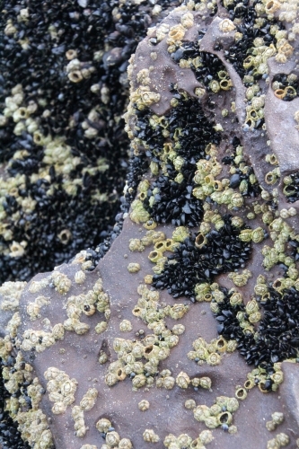 Barnacles and mussels on coastal rock