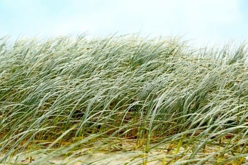 Beach dune grasses waving in the wind at Yamba