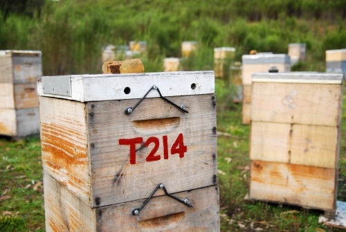 Beehives scattered about on farm land