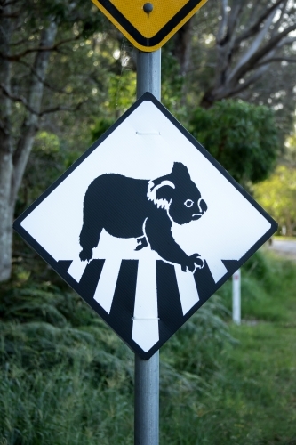 Black and white road sign warning that koalas cross here