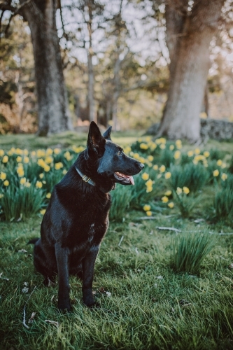 Black dog sitting in a field of daffodils