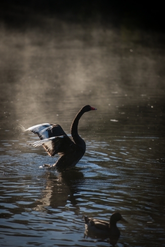 Black swan stretching wings on river water with early morning mist