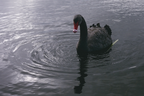 Black Swan Swimming on Lake Wendouree