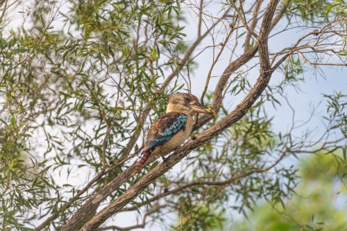 Blue Winged Kookaburra eating Green Tree frog