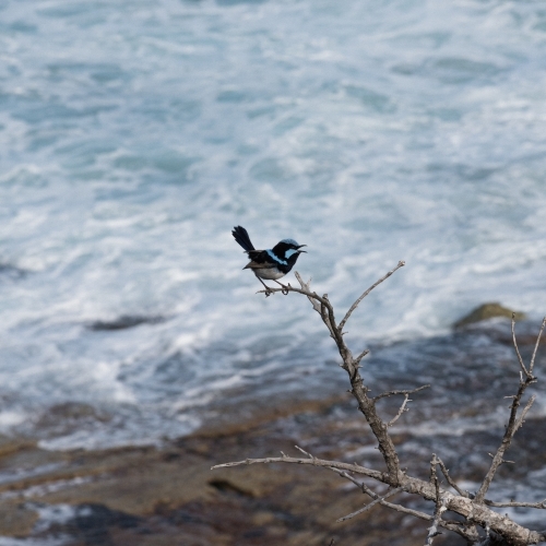 Blue Wren on a branch by the sea