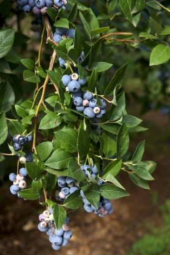 Blueberries on blueberry bush