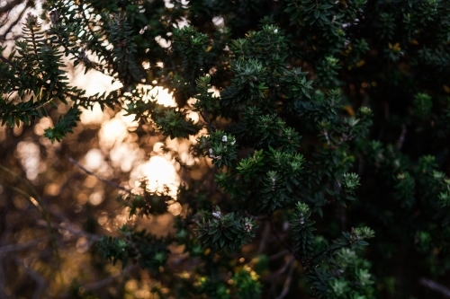 Blurry, bokeh sunset shines through trees behind a green spiked leaf plant in the foreground.