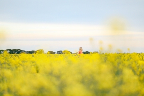 Boy playing in vibrant yellow canola field in full bloom