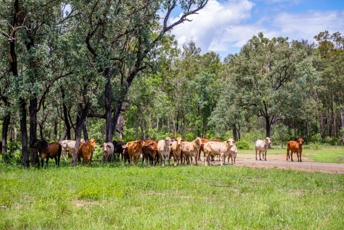 Brahman cattle grazing in the shade in summer