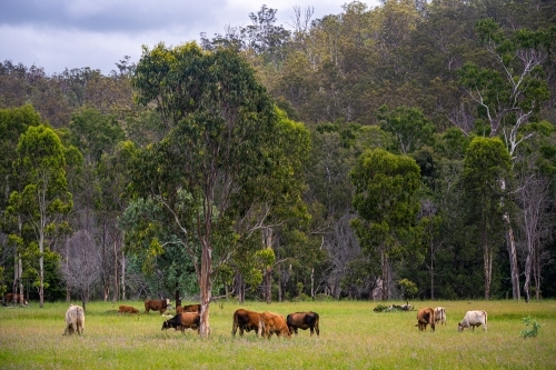 Brahman cattle in tall green grazing grass field with trees in the background