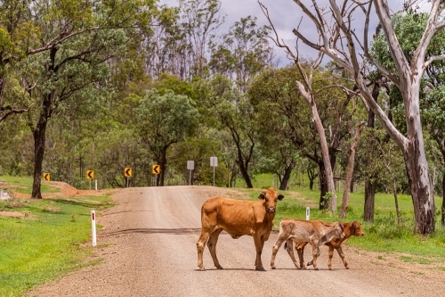 Brahman cow and calves crossing a gravel country road with dangerous bend warning signs