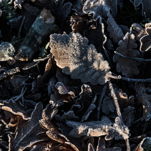 Brown autumn leaves covered in frost