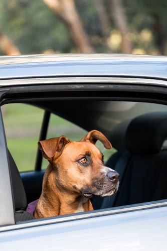 Brown Dog sitting in Silver Car