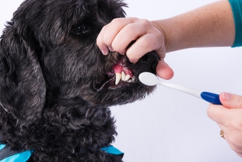 Brushing a dog's teeth with a toothbrush