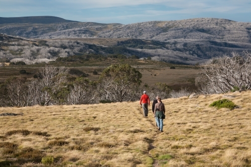 Bushwalkers walking into the distance across grassy terrain in the mountains