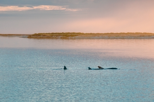 Calm ocean with dolphin dorsal fins at sunrise